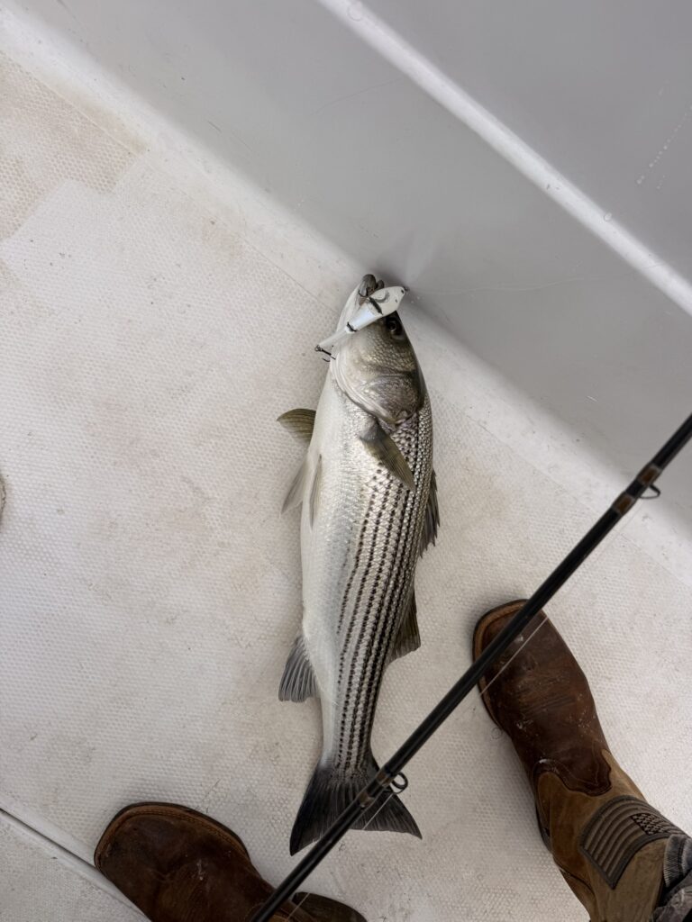 Lake Lanier Fishing Report: Stripers Are Feeding! Striped bass caught on a Sebile artificial lure during a topwater feeding opportunity on Lake Lanier, Georgia, in October.